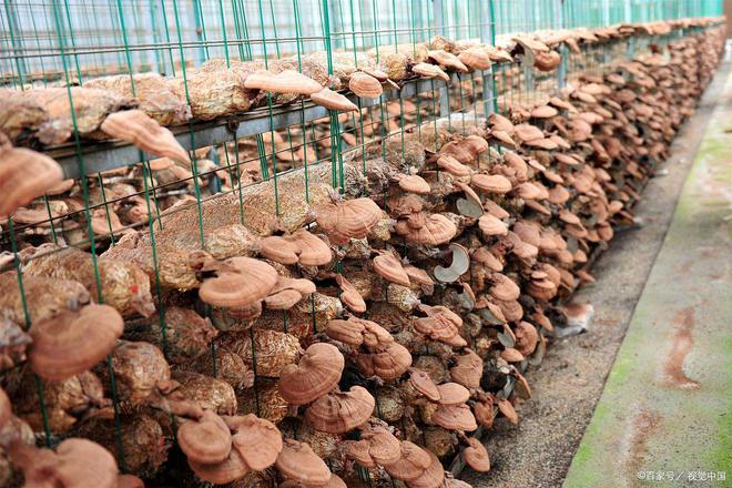 利润很大的4个农村生意不想打工了可以试试(图3)