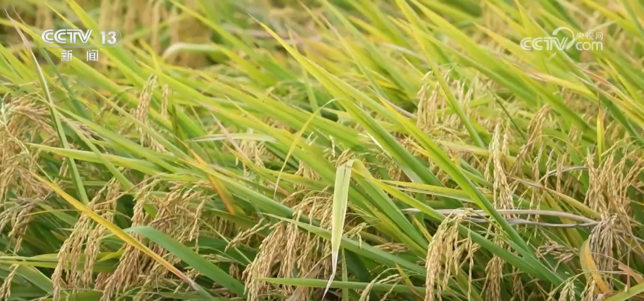 Emc易倍体育：巡检机器人、无人化工厂……解锁农业“智”管新范式科技赋能好“丰”景(图2)