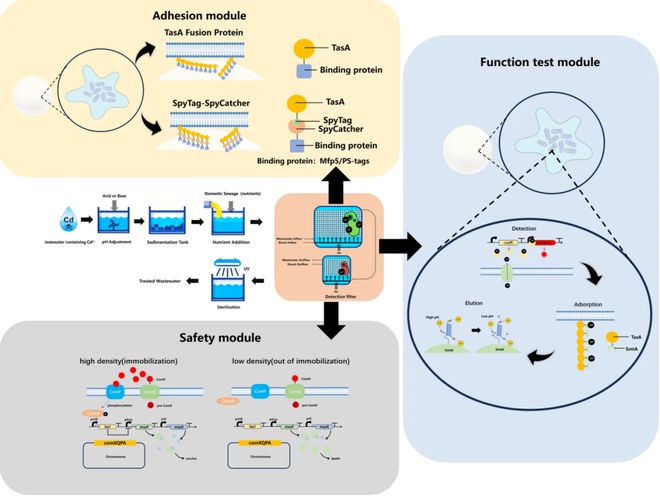 高中生搞出除霉“黑科技”荣获国际顶尖大奖！合成生物竞赛中国团队杀疯了！(图4)